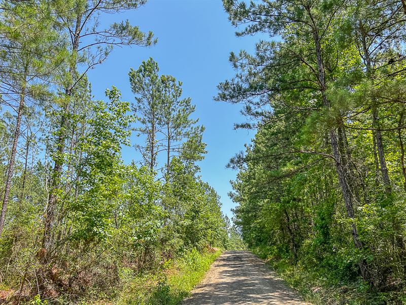 46 Acres, CR 364 T-3 : Zavalla : Angelina County : Texas