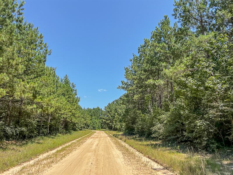 23 Acres, T-8 Saron : Zavalla : Angelina County : Texas