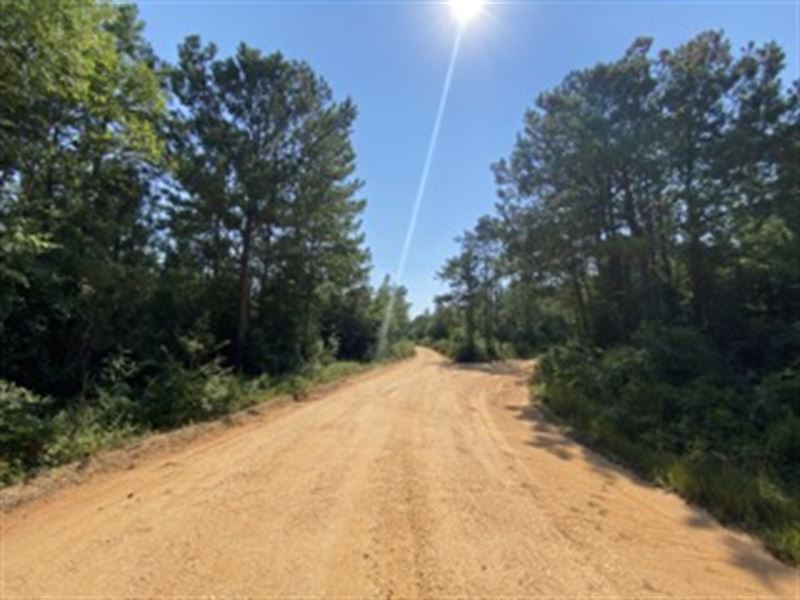 Deer Springs Road Property : Jackson : Clarke County : Alabama