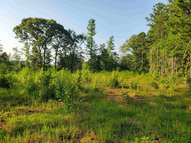 Homesites Near Lake Martin : Camp Hill : Tallapoosa County : Alabama