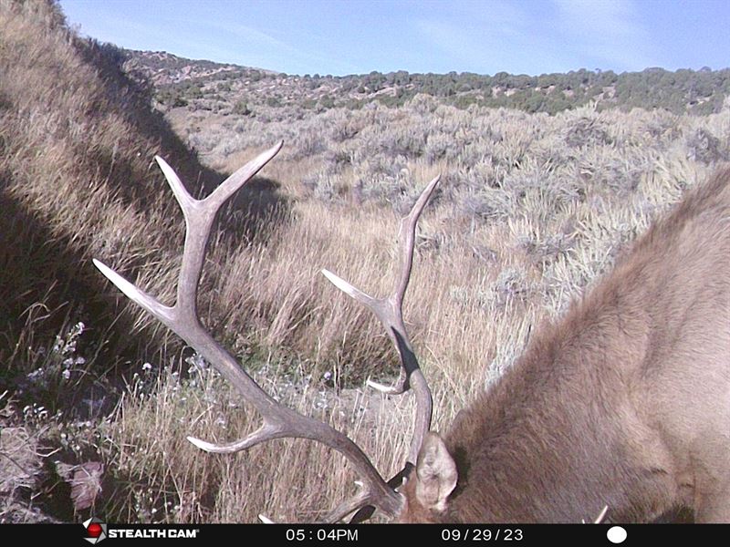 Prairie Rose 377 : Maybell : Moffat County : Colorado