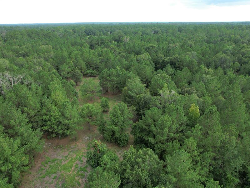 Micanopy Homesite and Recreational : Micanopy : Marion County : Florida