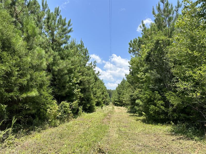 Bethel Cutoff Rd 48 Acres Tract : Coffeeville : Clarke County : Alabama