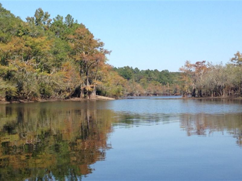 Satilla River Preserve : Nahunta : Brantley County : Georgia