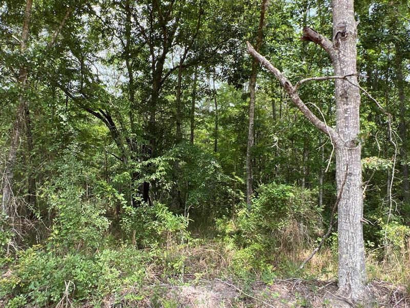 Beautiful 6 Ac Lot in The Cottonwoo : Cottonwood : Houston County : Alabama