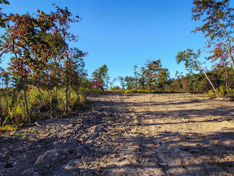 Nature Abounds on This Property : Birch Tree : Oregon County : Missouri