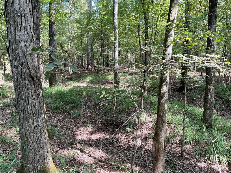 Lot 38, Lake Gainesville Estates : Warsaw : Sumter County : Alabama