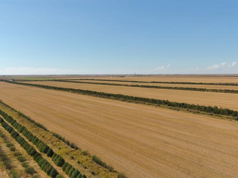 Holyoke Dryland & Hunting : Holyoke : Phillips County : Colorado