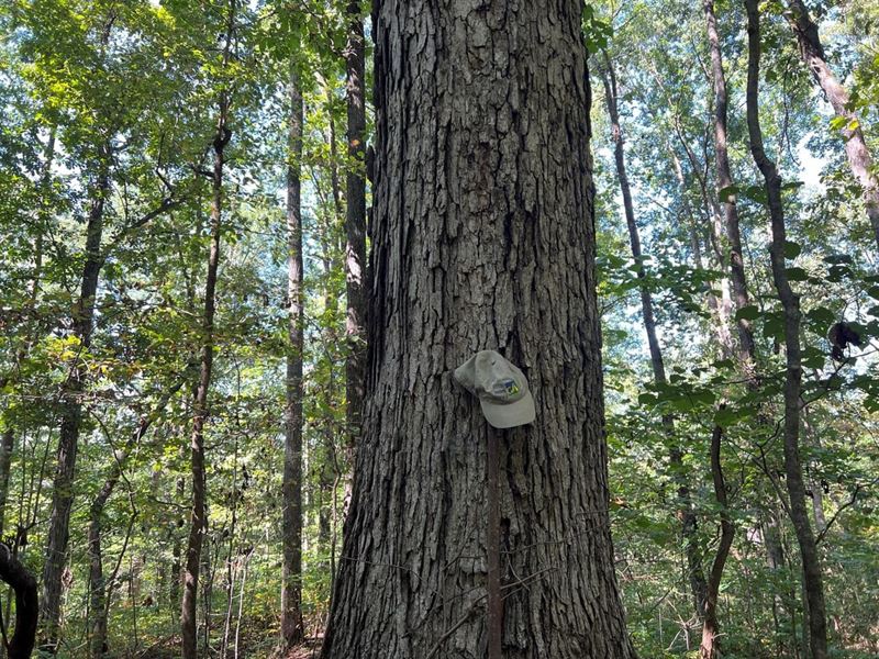 Little Canoe Creek : Ashville : Saint Clair County : Alabama