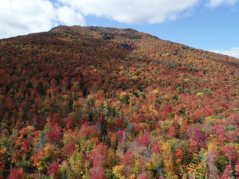 Baldface Mountain Forest : Frankling : Franklin County : New York