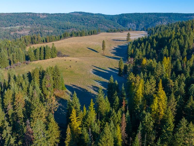 Hidden Meadows 320 Acres : Orofino : Clearwater County : Idaho