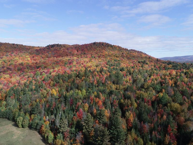 Kary Mountain Forest : Duane : Franklin County : New York