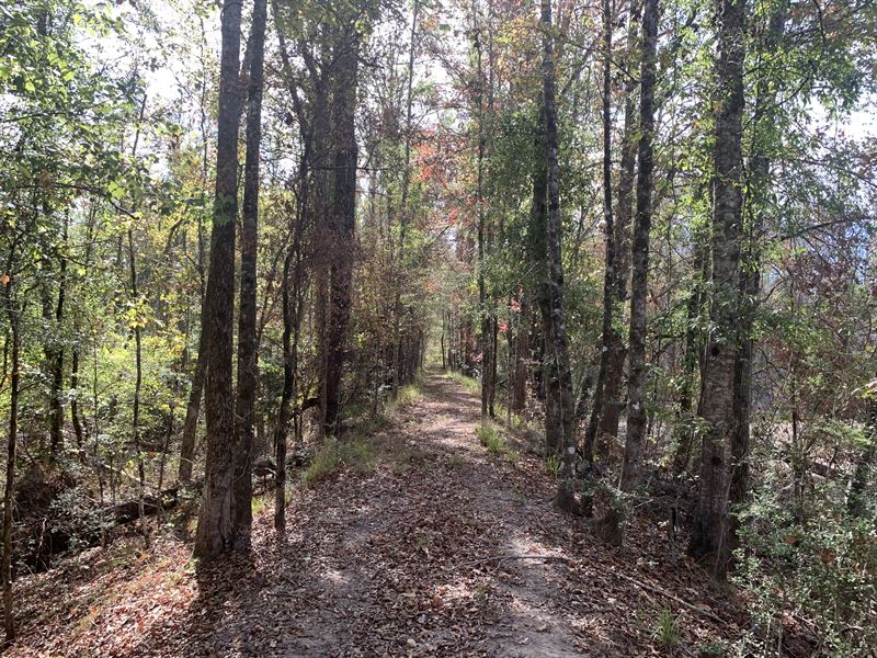 Winding Road, Amite County, MS : Liberty : Amite County : Mississippi