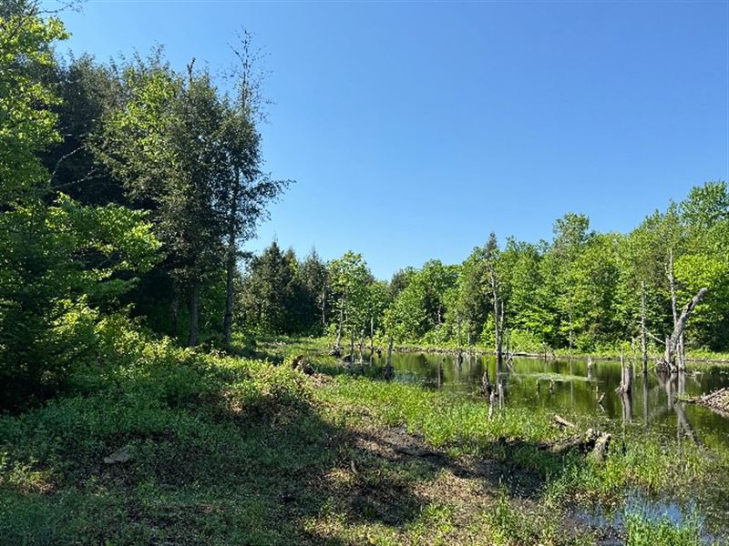 Tug Hill Forest on Broad Brook : Lewis : Lewis County : New York