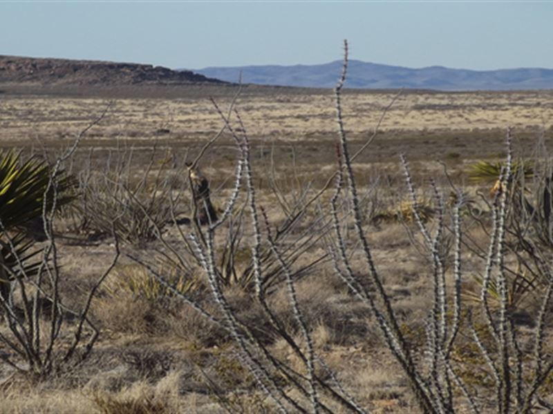 Buy 1 Get 1 20 Ac Property Half Off : Sierra Blance : Hudspeth County : Texas