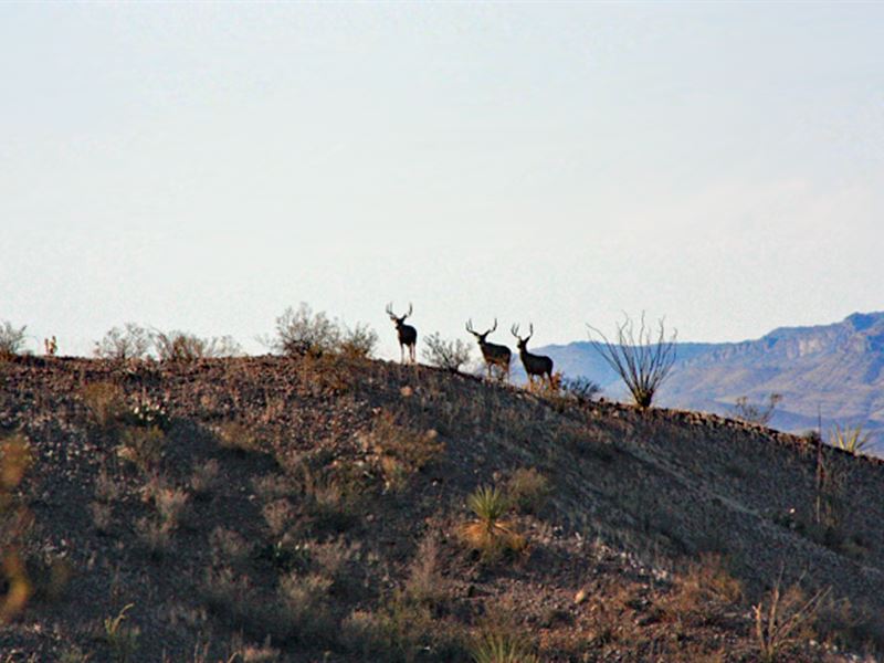 Sunset Ranches, Lot 24 : Sierra Blanca : Bell County : Texas