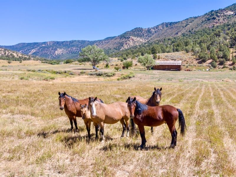 Weber Creek Ranch : Mancos : Montezuma County : Colorado