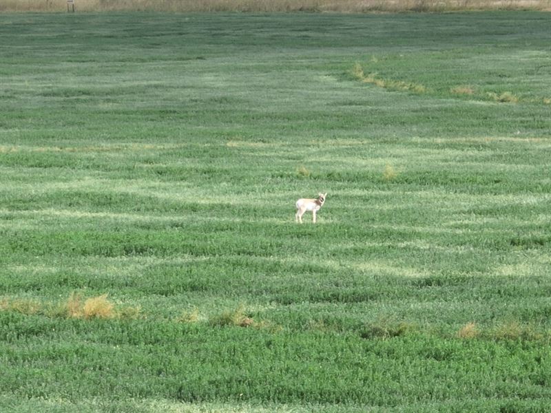 Martin Farm : Bayard : Banner County : Nebraska