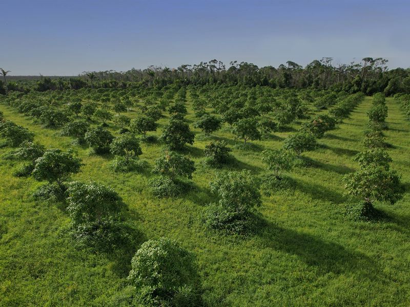 Stanley's Mangos Business and Farms : Bokeelia : Lee County : Florida