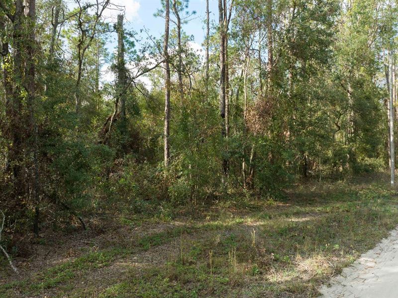 Picturesque Parcel Of Land : Live Oak : Suwannee County : Florida