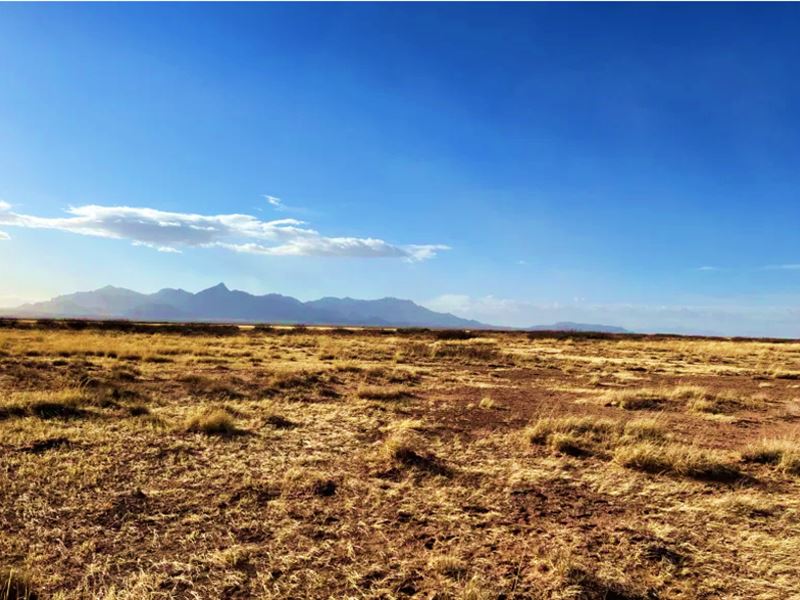 1 Acre Oasis Near Deming, $93/Mo : Deming : Luna County : New Mexico