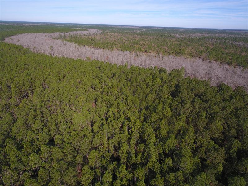 Bayou Lacombe Timberland Mitigation : Abita Springs : Saint Tammany Parish : Louisiana