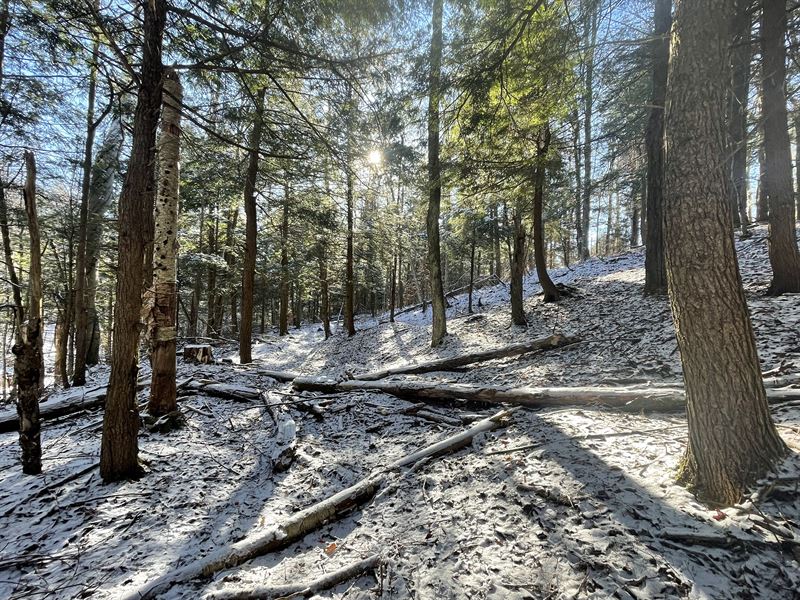 Florence Woods and Meadows : Camden : Oneida County : New York