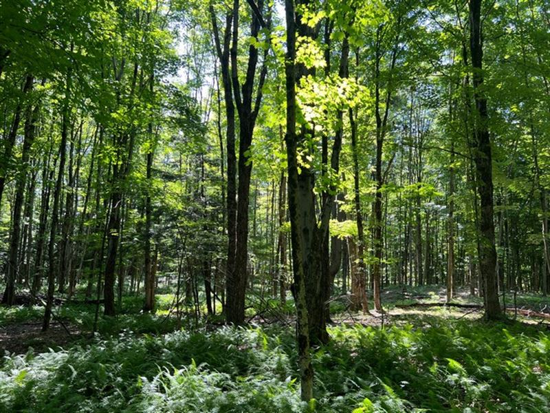 Borders Mad River State Forest : Camden : Oneida County : New York