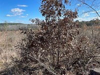 Hughes Springs 72 WH : Hughes Springs : Cass County : Texas