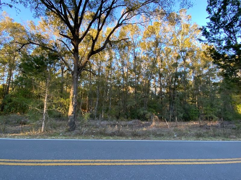 Beautiful 5 Acres : Branford : Suwannee County : Florida