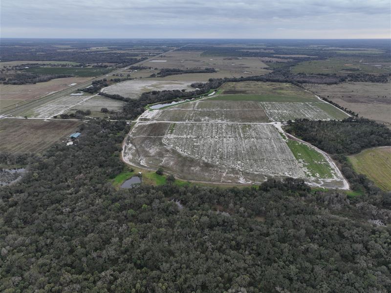 South Hardee Sod Farm : Zolfo Springs : Hardee County : Florida