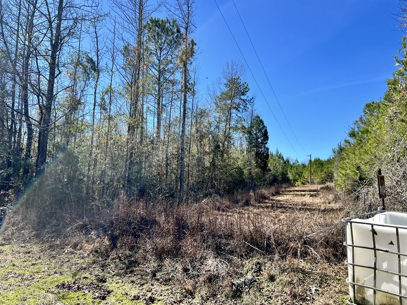 12.83 Ac Dr Anderson Rd : Centreville : Wilkinson County : Mississippi