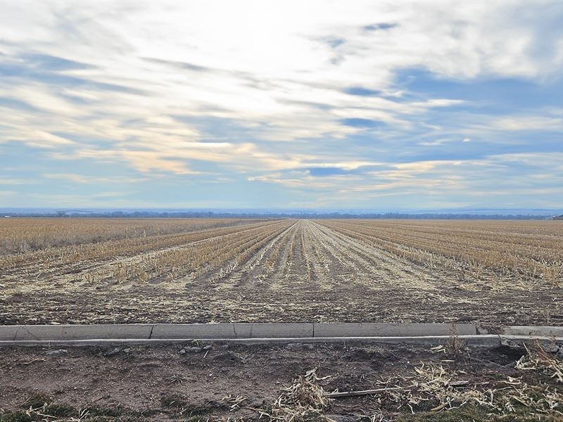 East Ovid Irrigated Farm : Ovid : Sedgwick County : Colorado