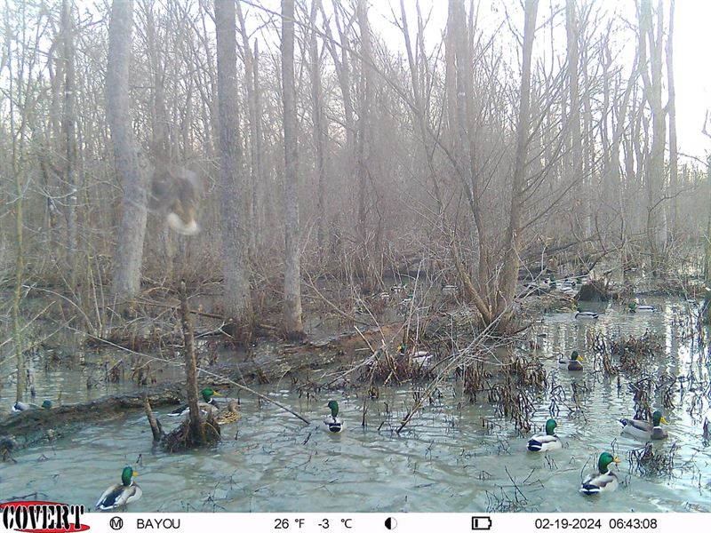 Pumpkin Bend Timber and Cabin : Pumpkin Bend : Woodruff County : Arkansas