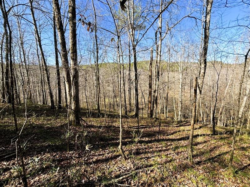 Recently Reduced, 195 Acres Adjoini : Moulton : Lawrence County : Alabama