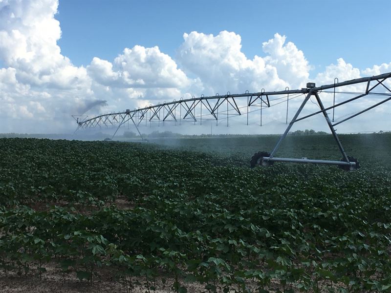 Four Ponds, Farm, 379 Acres : Eastman : Dodge County : Georgia