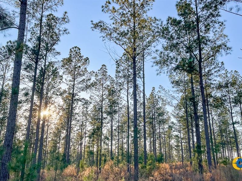 White Pond Parcel 8 : Williston : Aiken County : South Carolina