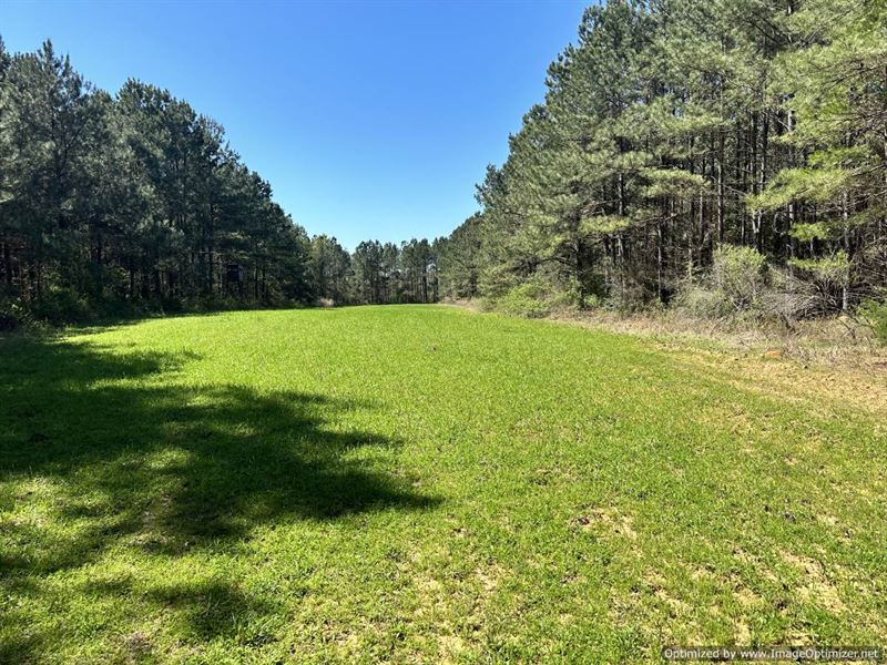 Newton County's Finest 200+/- Acres : Decatur : Newton County : Mississippi