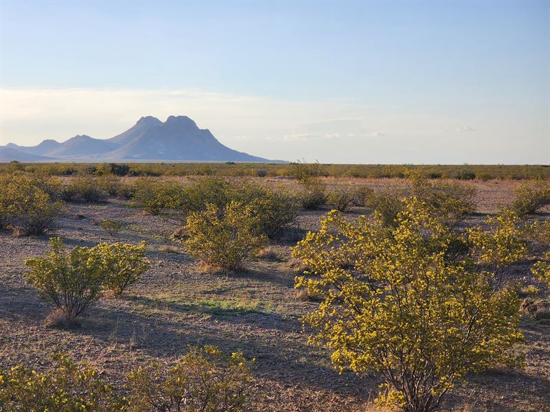 Dream Big On Your 0.52 Acre : Deming : Luna County : New Mexico