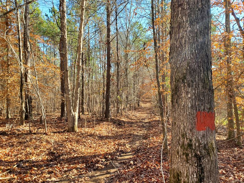 Homesite, Hunting, Longleaf : Clanton : Chilton County : Alabama