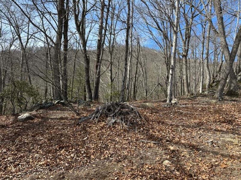 Wooded Building Tract on Point Look : Independence : Grayson County : Virginia