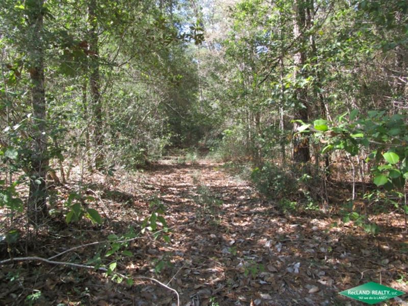 277.1 Ac Hunting Tract Along River : Buna : Jasper County : Texas