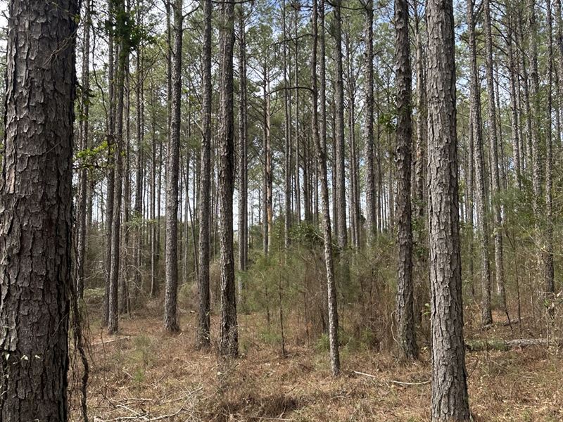 1 Acre Lots Lee Co : Opelika : Lee County : Alabama