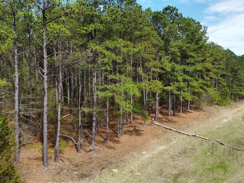 11 Acres Lee Co : Opelika : Lee County : Alabama