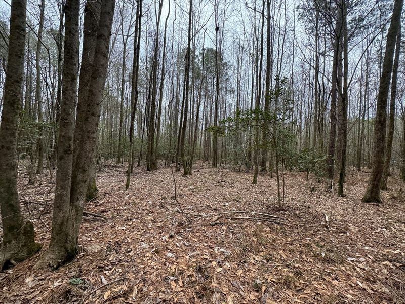 Lamar County Properties 125 Acres : Vernon : Lamar County : Alabama