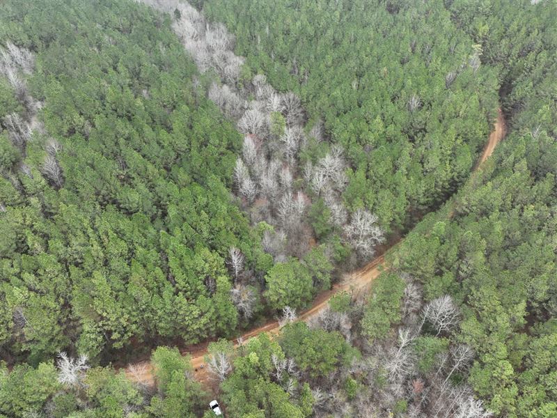 Plantaion Pine Tract Ready to be Th : Vernon : Lamar County : Alabama