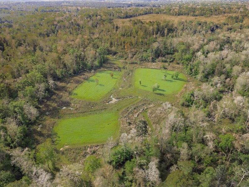 463 Acres Timberland On Tickfaw Riv : Greensburg : Saint Helena Parish : Louisiana