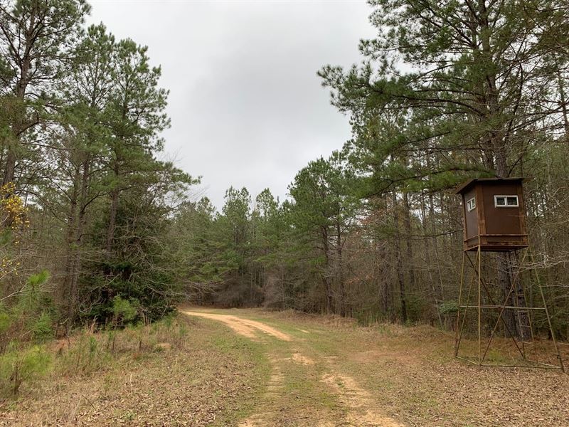 Mock Timber Tract, Union Parish, 16 : Marion : Union Parish : Louisiana