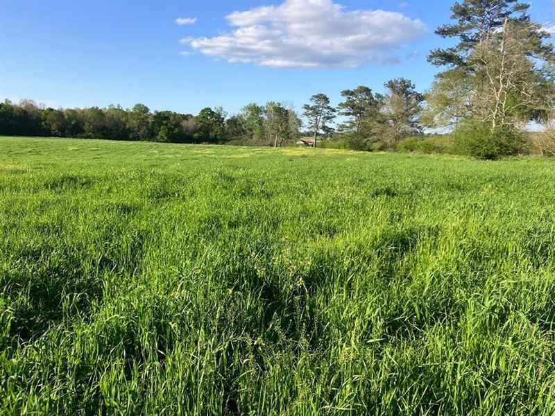 19.330 Acres Near Kokomo, Mississip : Kokomo : Walthall County : Mississippi