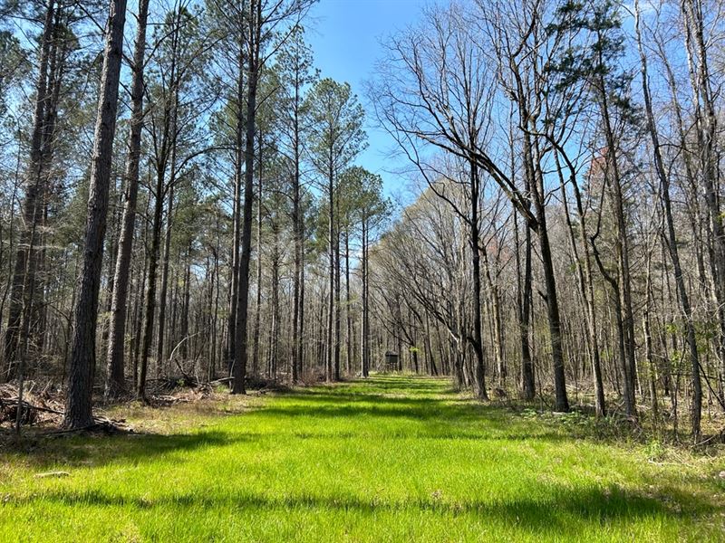 463 Acres in Calhoun County, MS : Calhoun City : Calhoun County : Mississippi